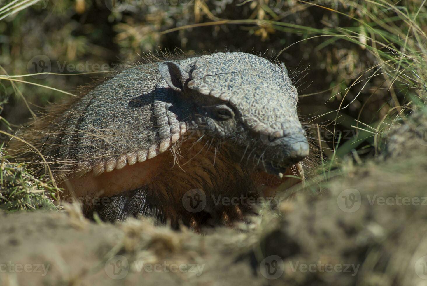 Armadillo in desert environment, Peninsula Valdes, Patagonia, Argentina. photo