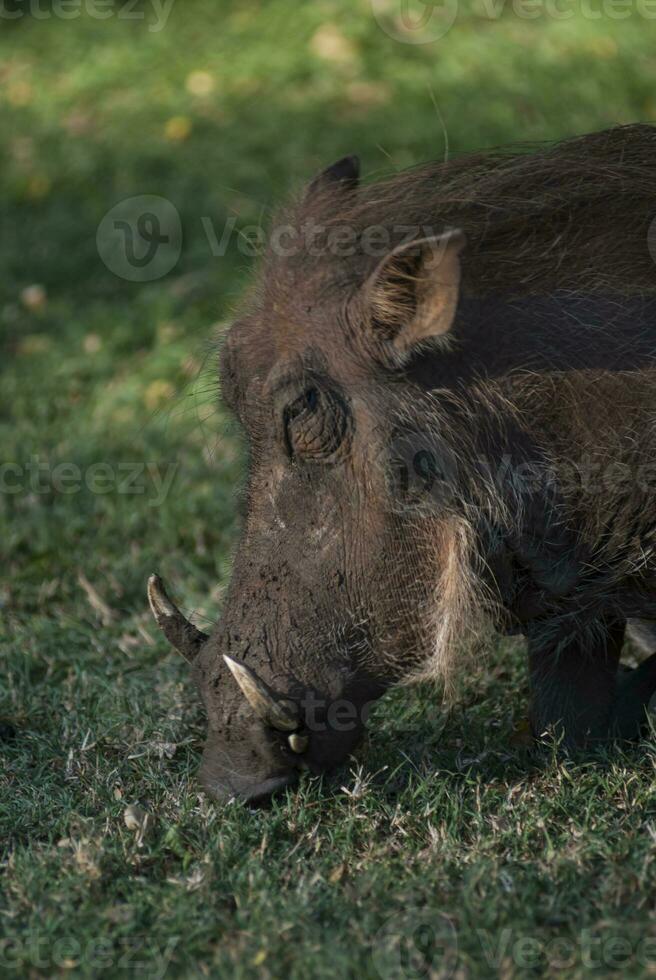 Wharthog grazing, Kruger National Park, South Africa photo