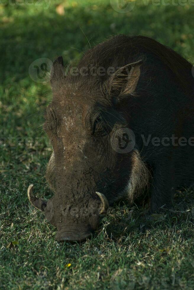 Wharthog grazing, Kruger National Park, South Africa photo