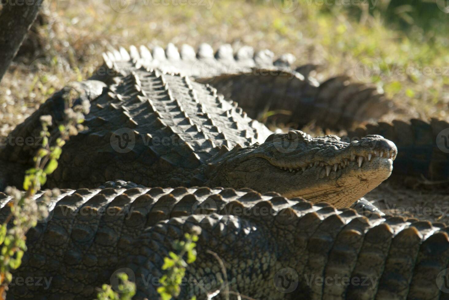 Nile Crocodryle, Kruger National Park , South  Africa. photo