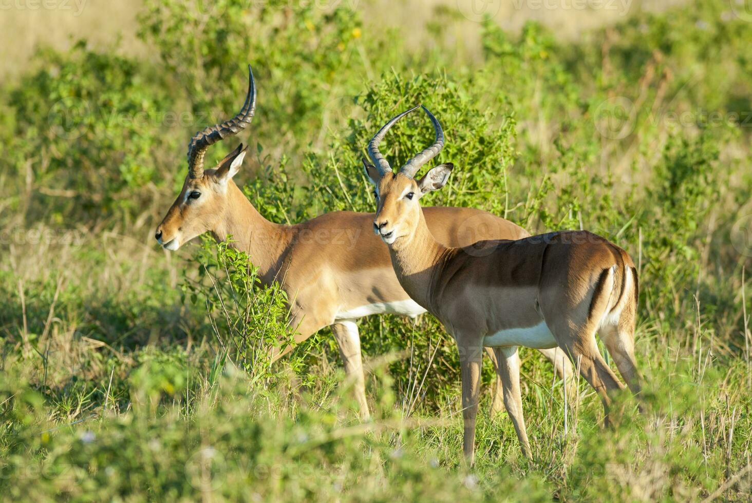 Impala grazing , Kruger National Park, South Africa photo