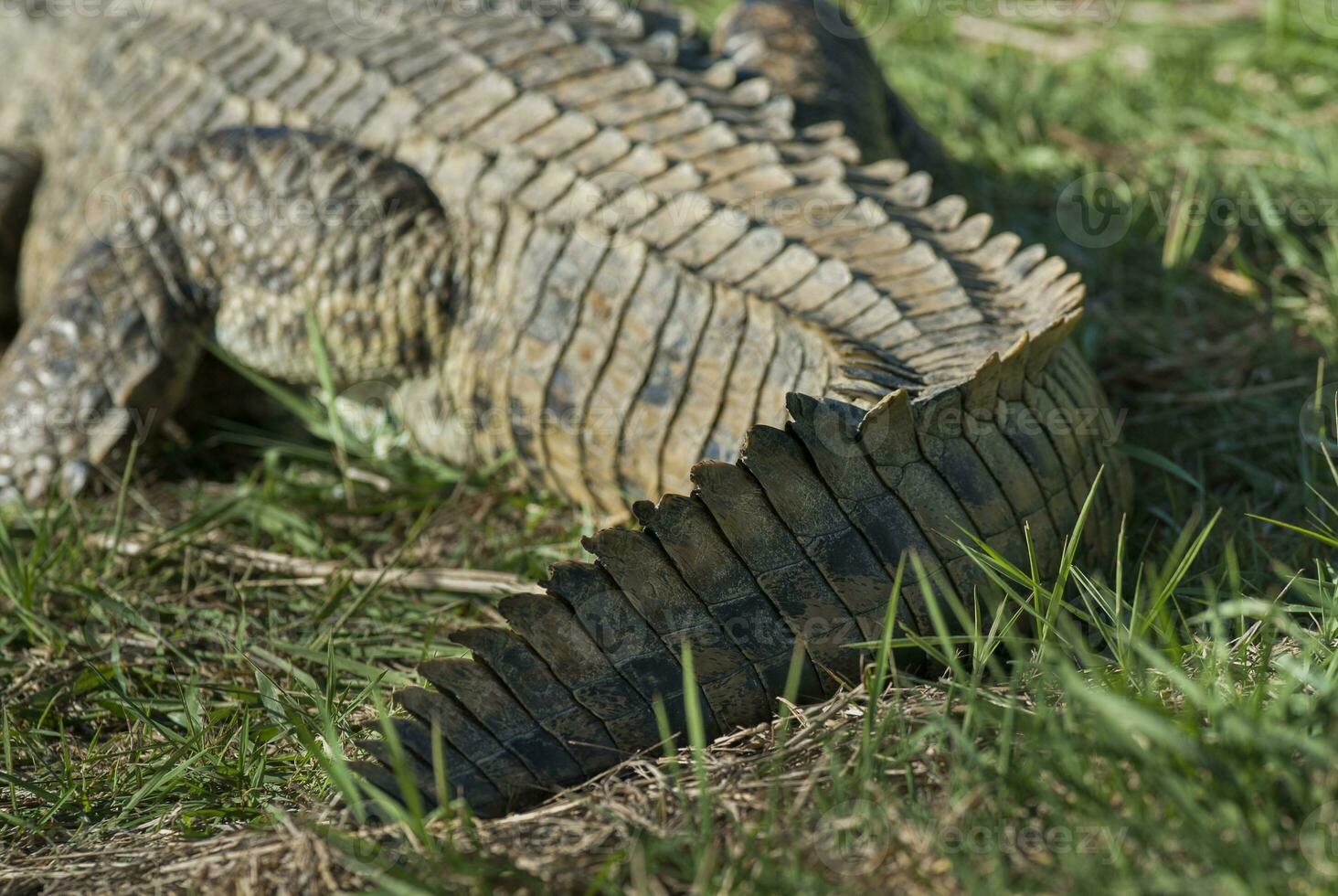 Nile cocodrile, Kruger National Park , South Africa. photo