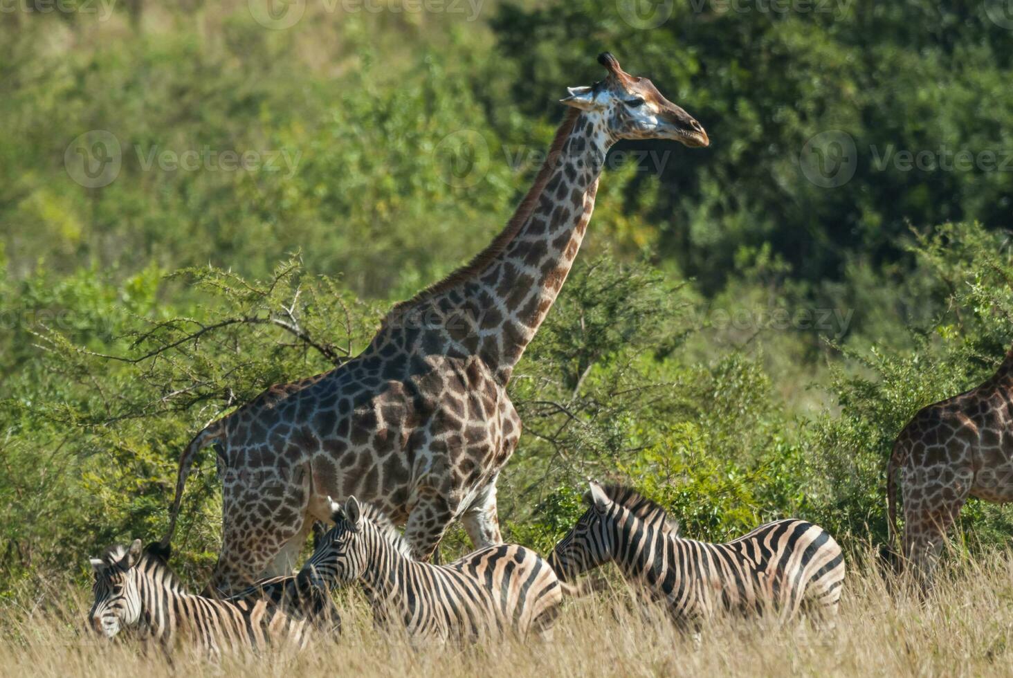 Giraffe and zebras, Kruger National Park, South Africa. photo