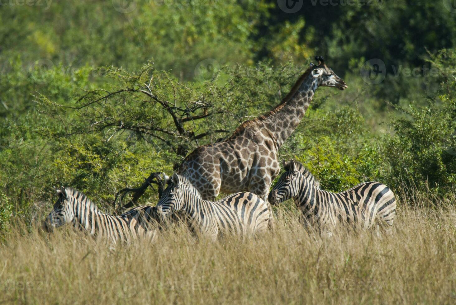 jirafa kruger nacional parque sur África. foto