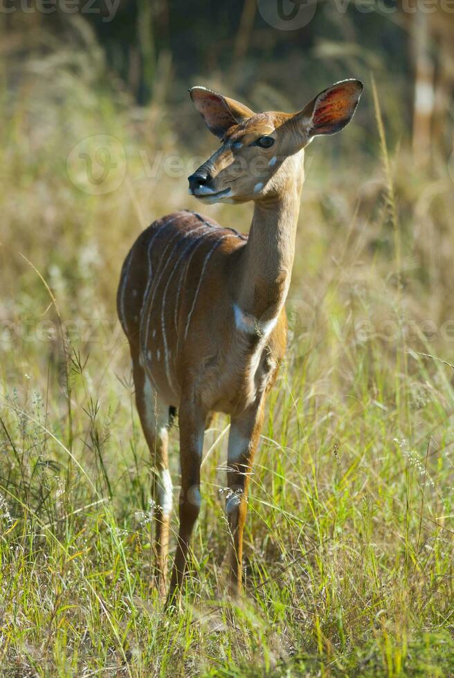 Nyala antelope male and female , Kruger National Park, South Africa photo