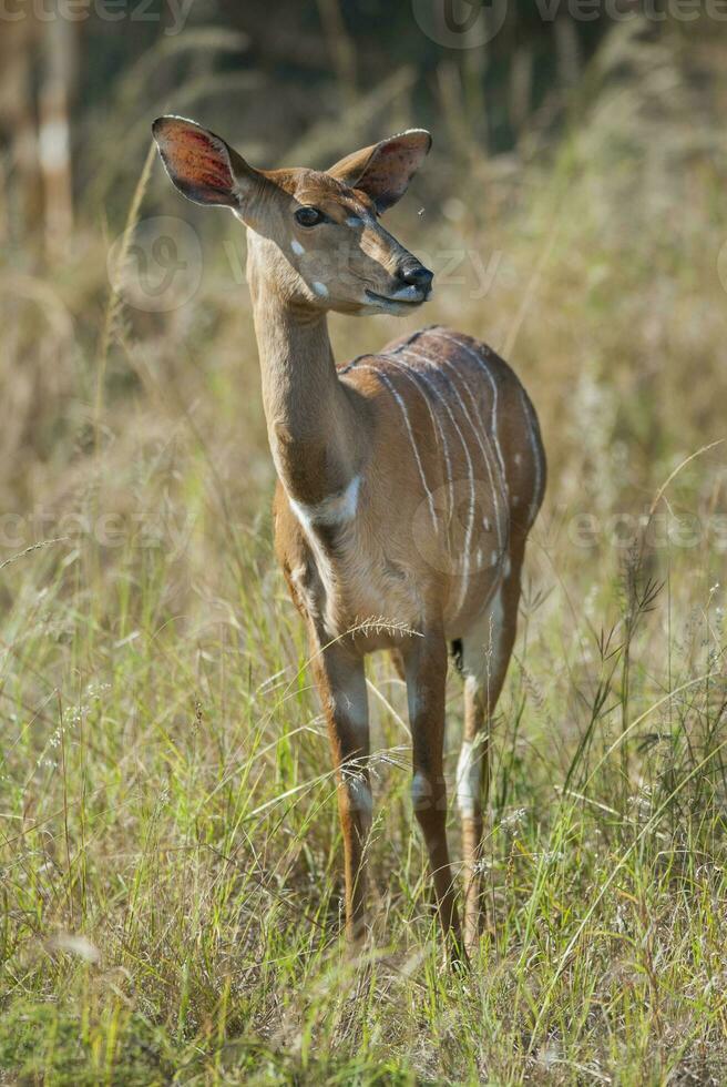 Nyala antelope male and female , Kruger National Park, South Africa photo