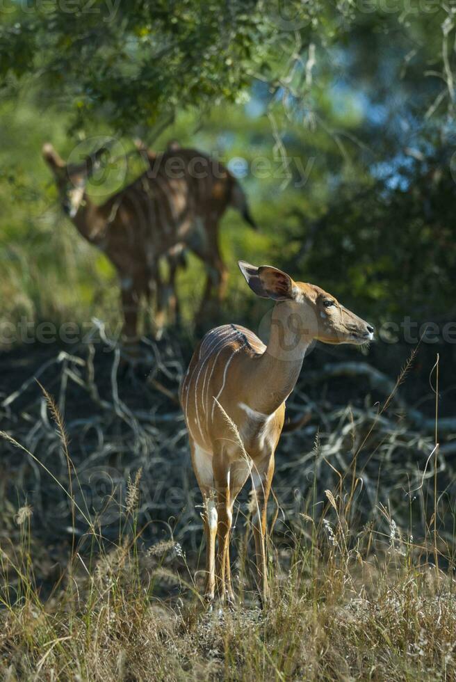 nyala antílope masculino y hembra , kruger nacional parque, sur África foto