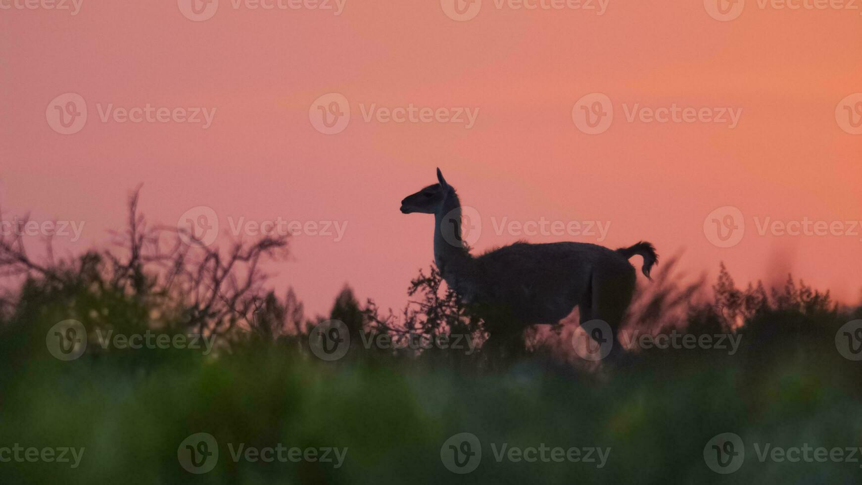 Guanacos at sunset, Lihue Calel National Park,  La Pampa, Argentina photo