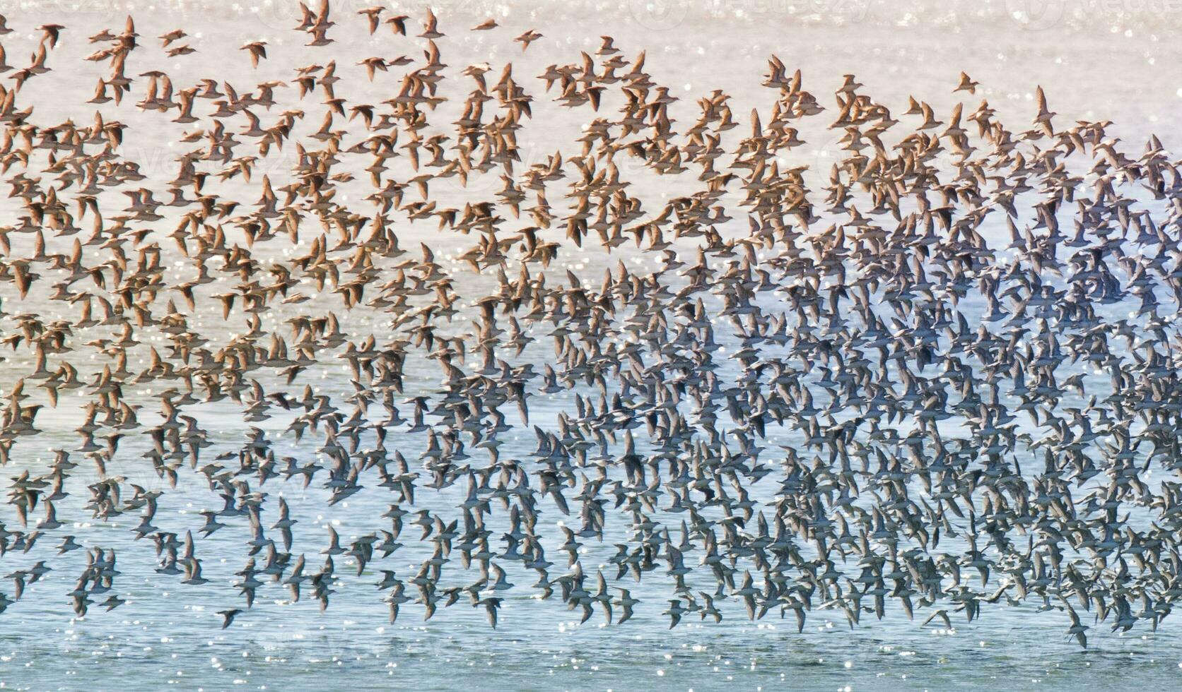 Birds flock flight background , Patagonia, Argentina photo