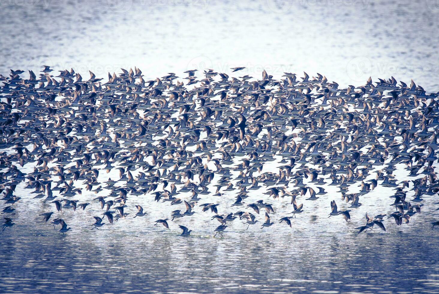 Birds flock flight background , Patagonia, Argentina photo