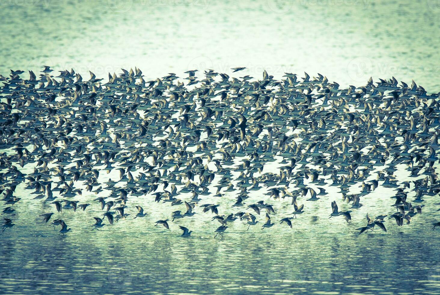 Birds flock flight background , Patagonia, Argentina photo