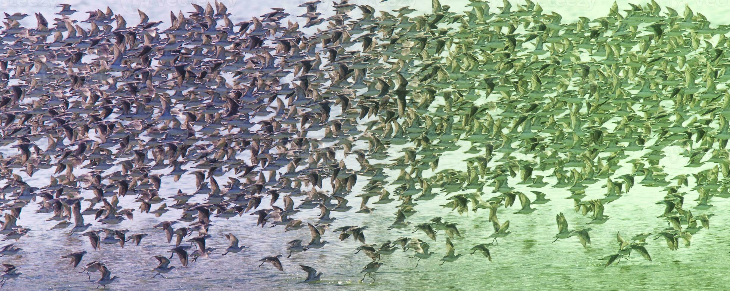 Birds flock flight background , Patagonia, Argentina photo