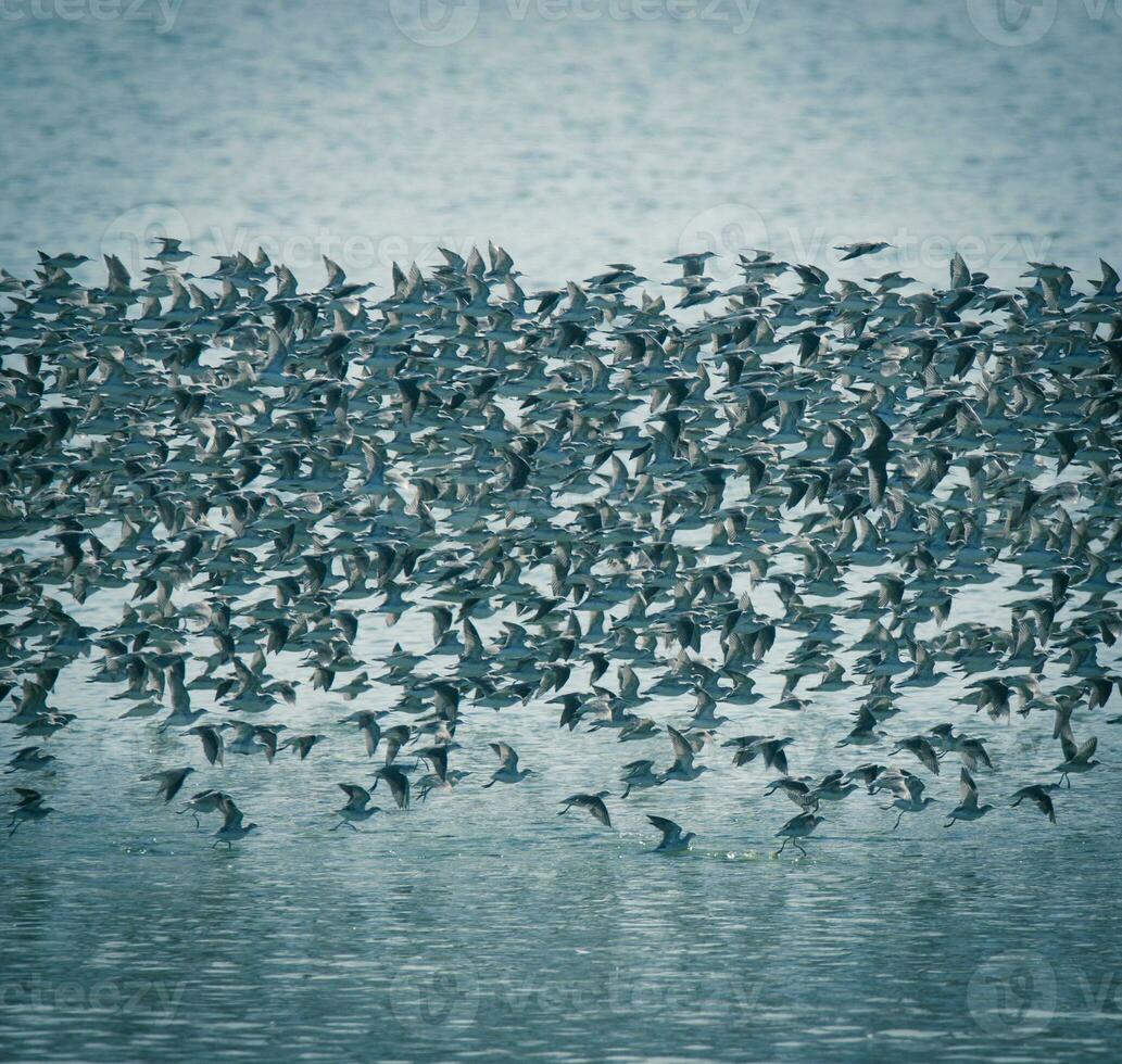Birds flock flight background , Patagonia, Argentina photo