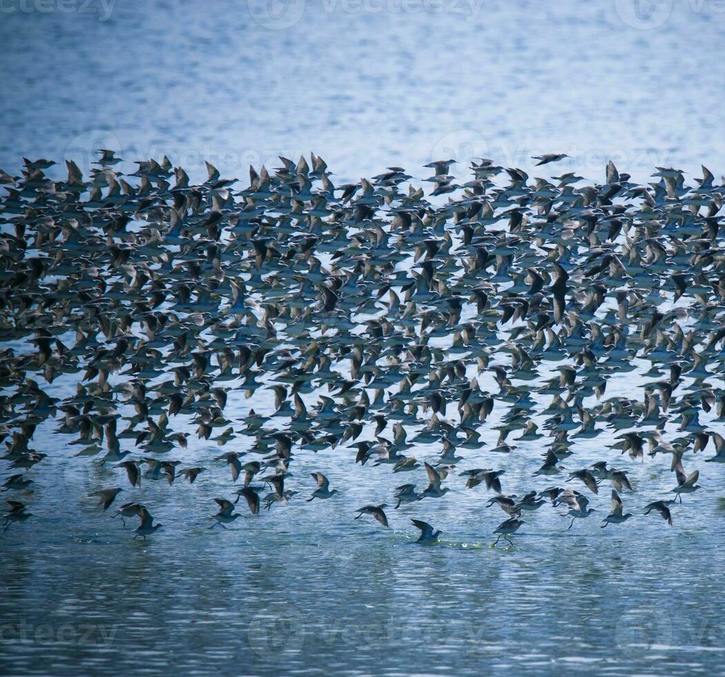 Birds flock flight background , Patagonia, Argentina photo