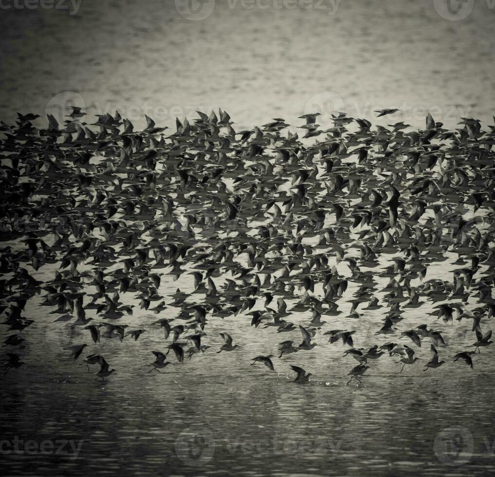 Birds flock flight background , Patagonia, Argentina photo
