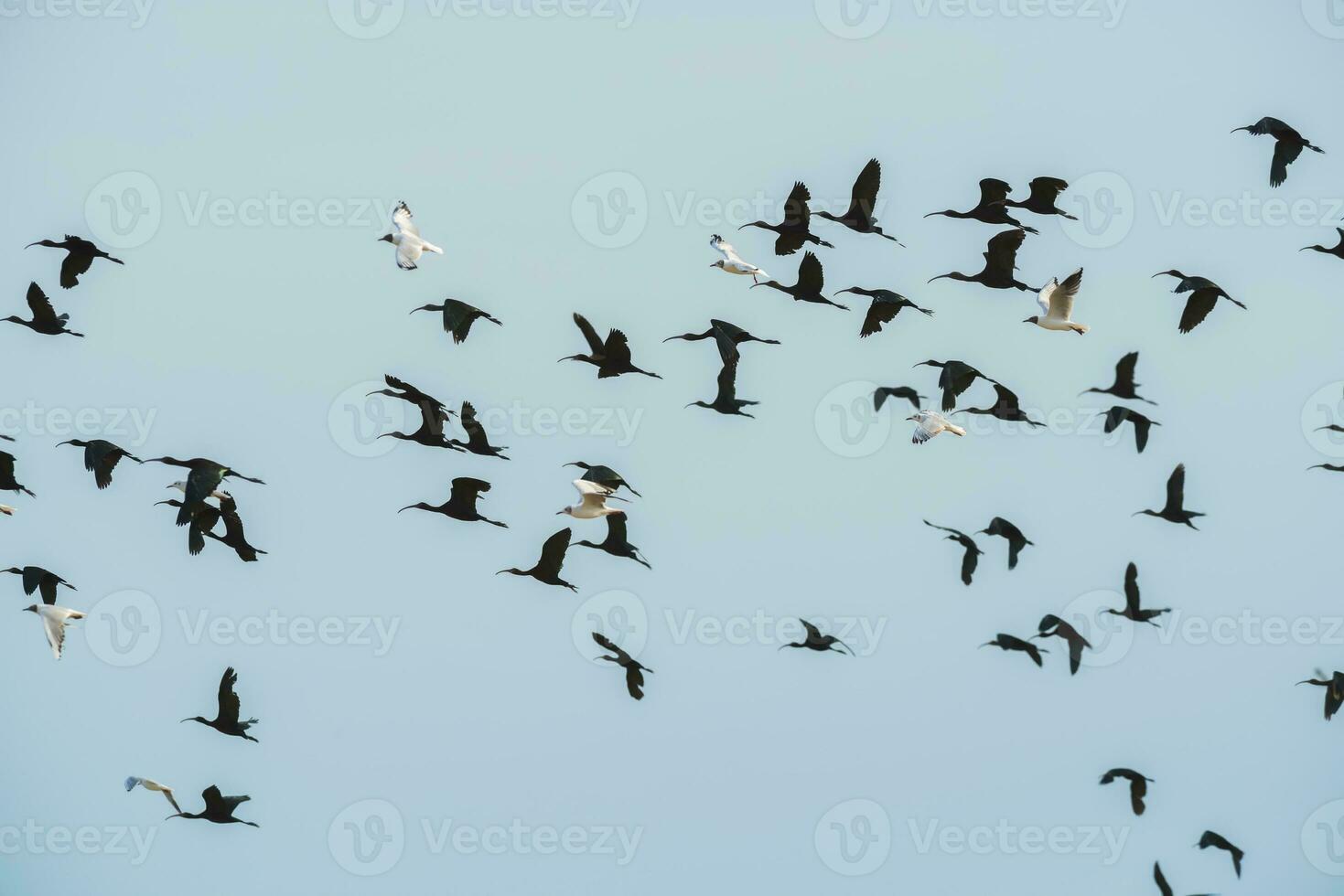 Flock of birds, La Pampa Province, Patagonia , Argentina photo