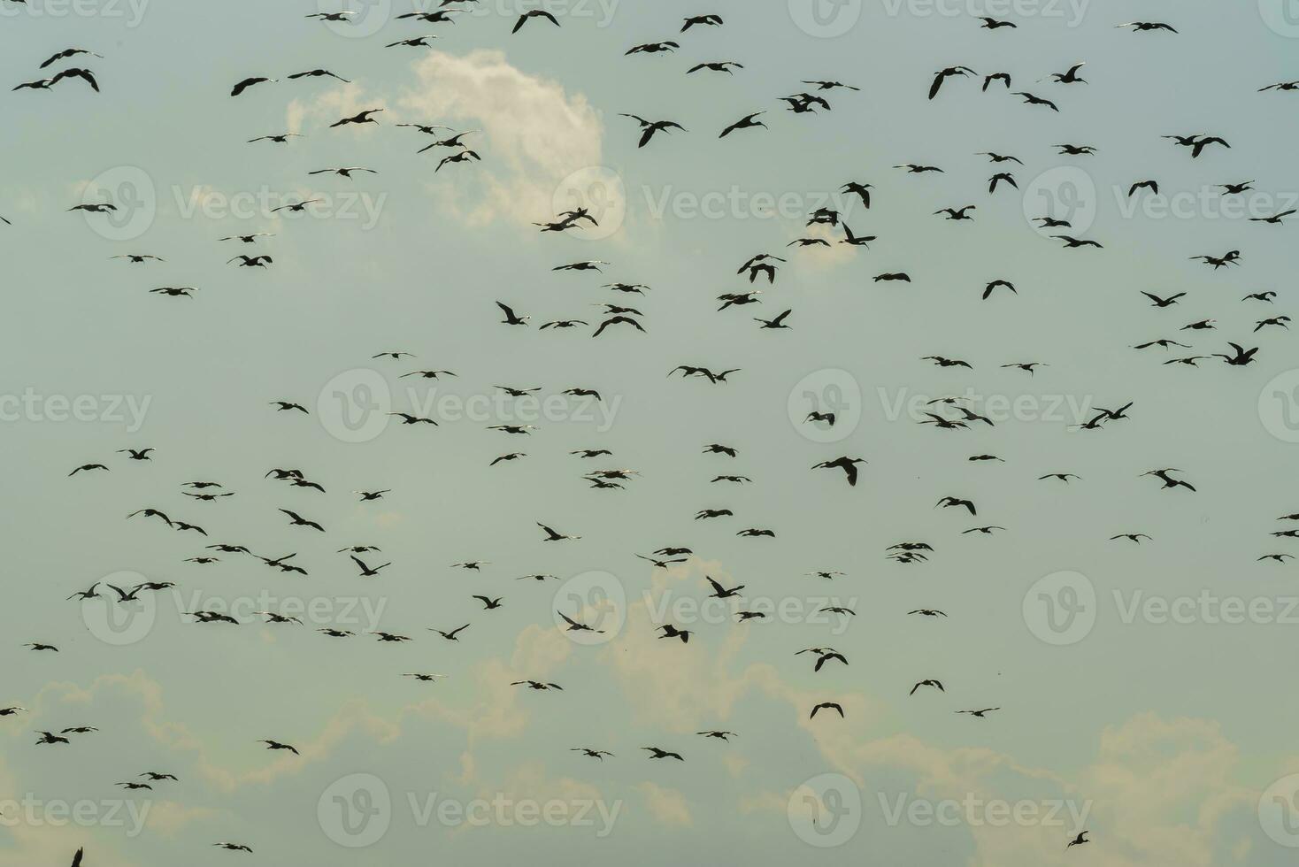 Birds flock flight background , Patagonia, Argentina photo