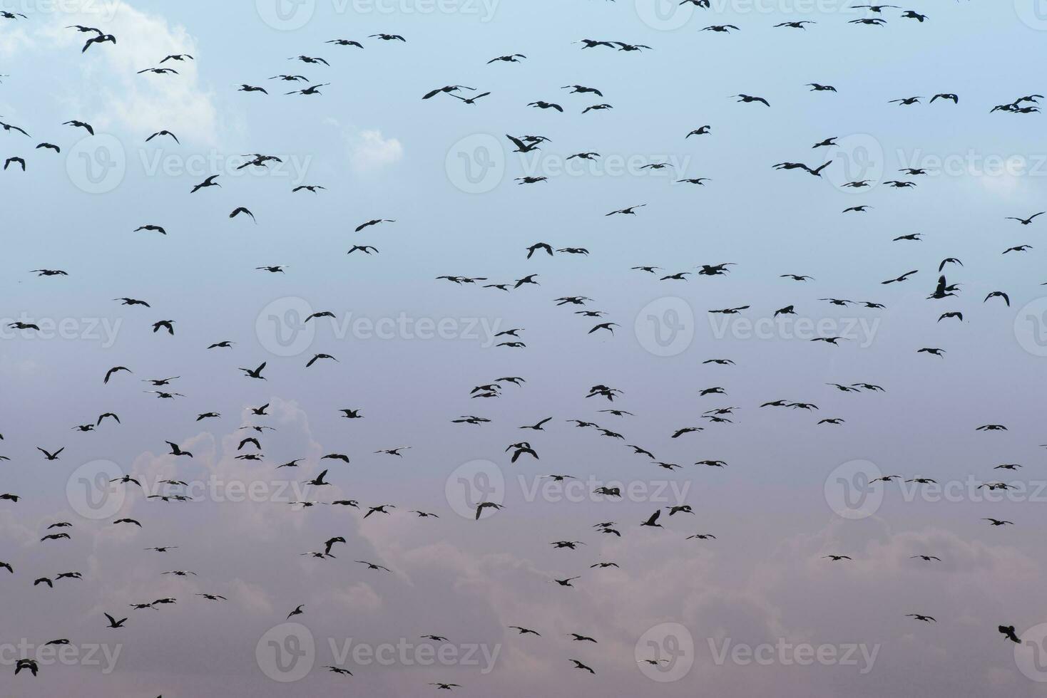 Birds flock flight background , Patagonia, Argentina photo