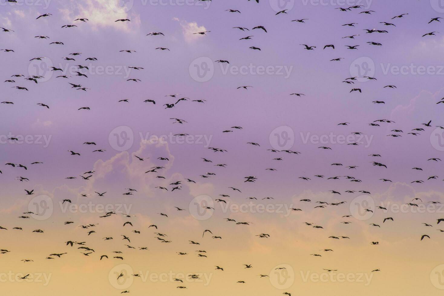 Birds flock flight background , Patagonia, Argentina photo