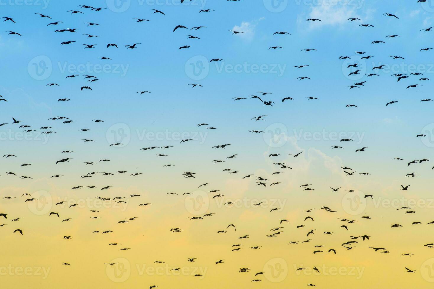 Birds flock flight background , Patagonia, Argentina photo