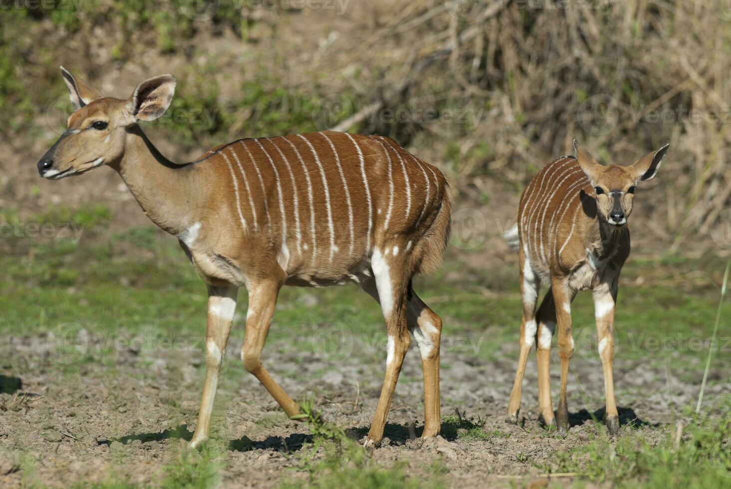 nyala antílope masculino y hembra , kruger nacional parque, sur África foto