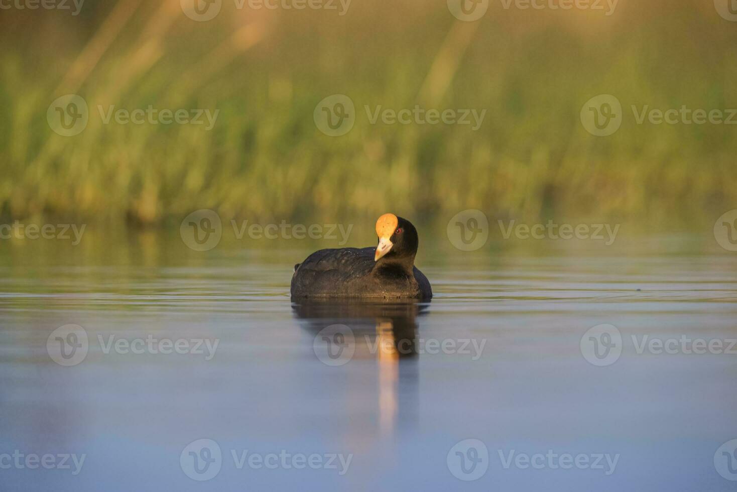 White winged coot in a Pampas Lagoon environment, La Pampa, Argentina photo