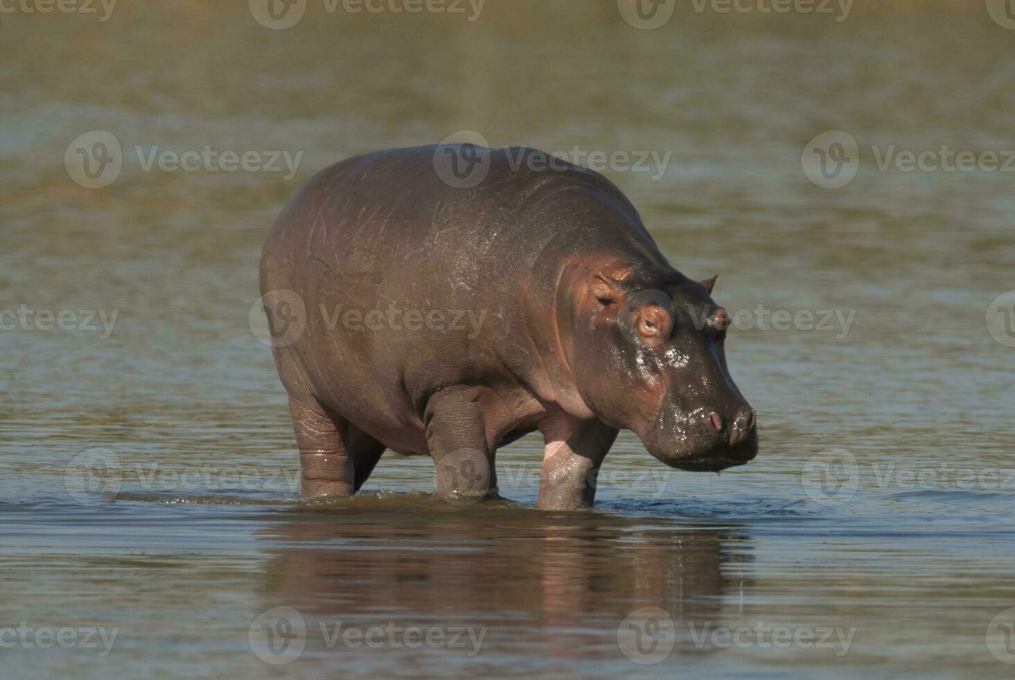 HIPPOPOTAMUS AMPHIBIUS in waterhole, Kruger National park,South Africa photo