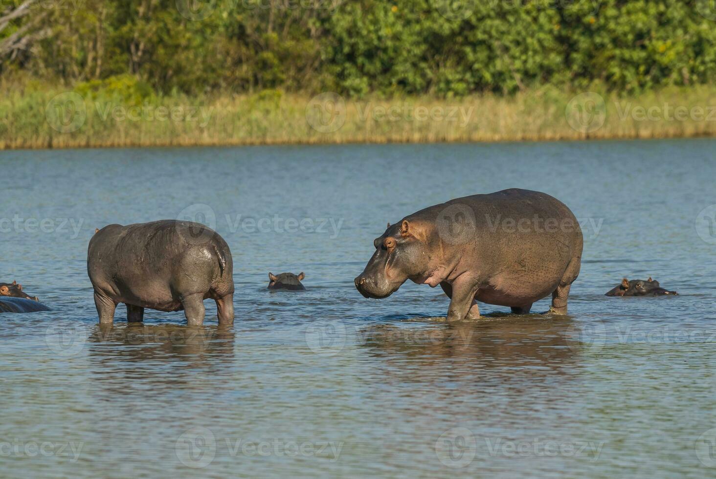 hipopótamo anfibio en pozo de agua, kruger nacional parque, sur África foto