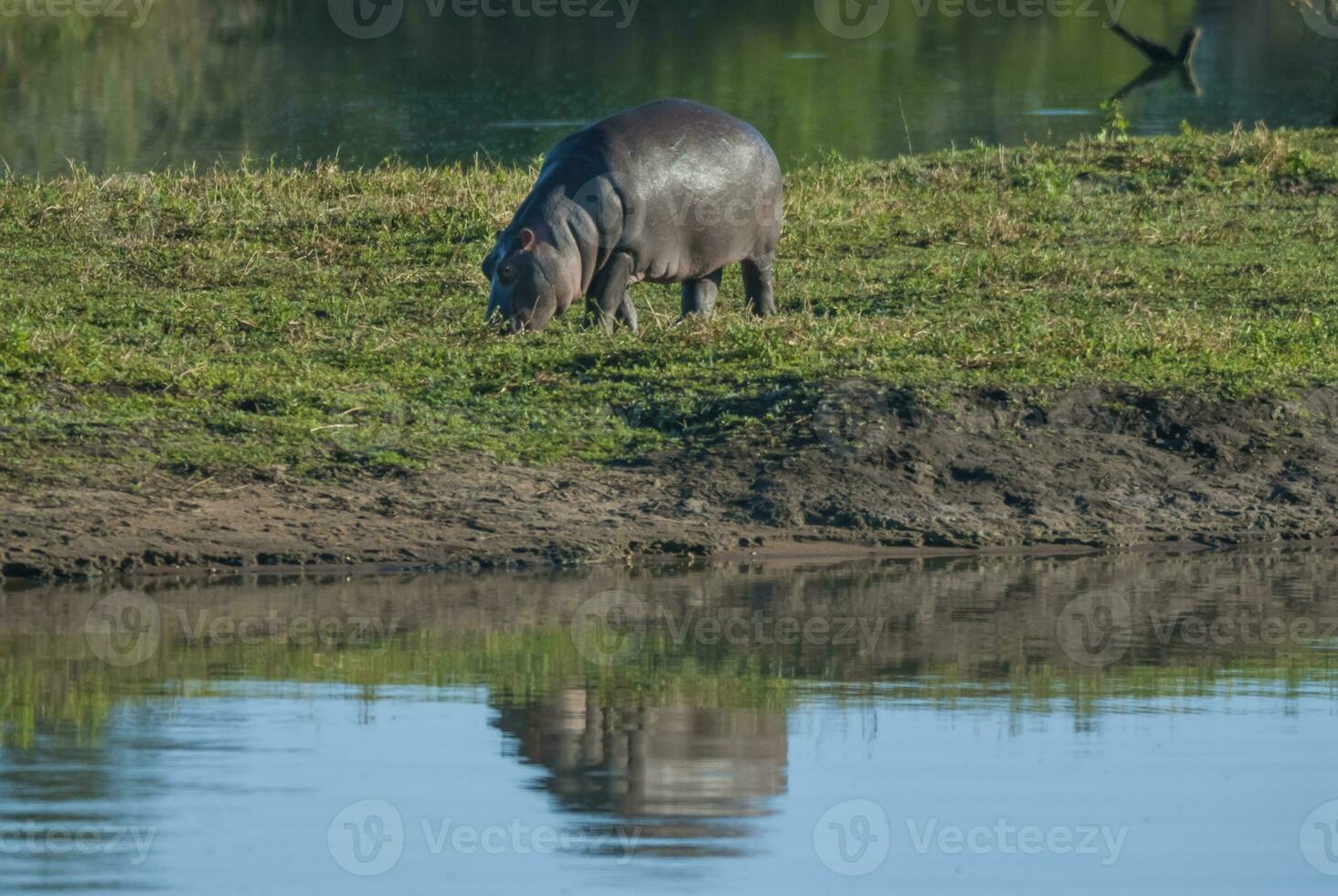 hipopótamo anfibio, sur África foto