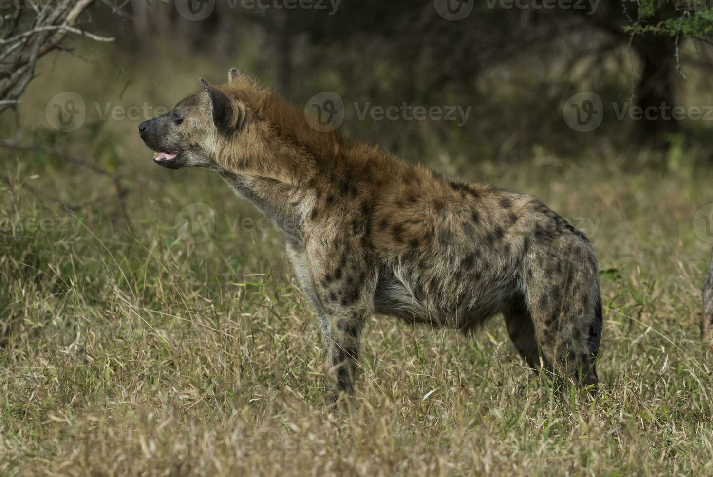 Hyena Coloring Stock Photos, Images and Backgrounds for Free ... Biology Diagrams
