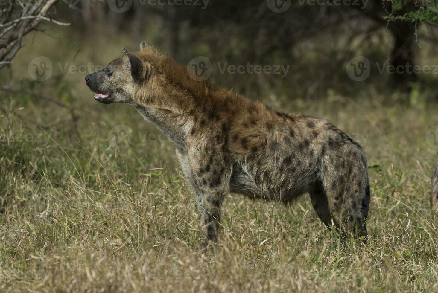 Hyena eating, Kruger National Park, South Africa. photo