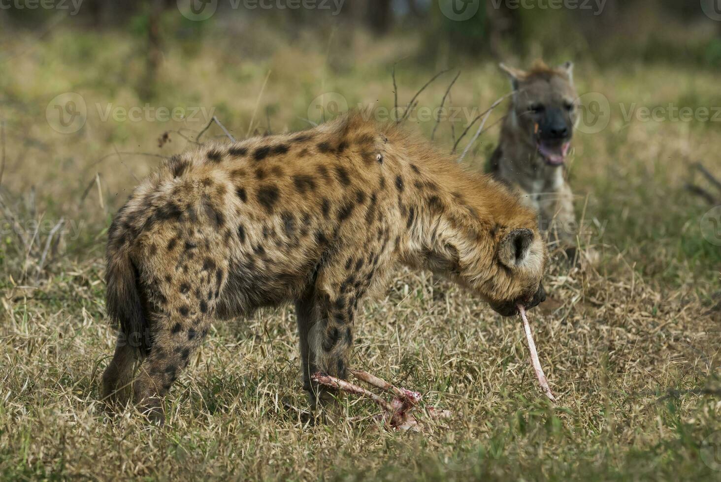 Hyena eating, Kruger National Park, South Africa. photo