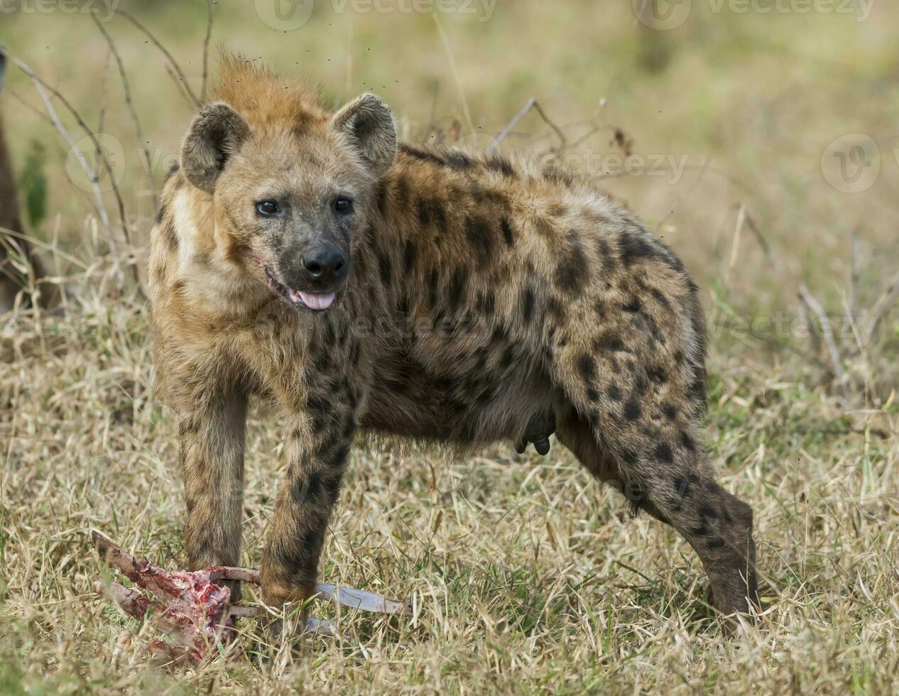 Hyena eating, Kruger National Park, South Africa. photo