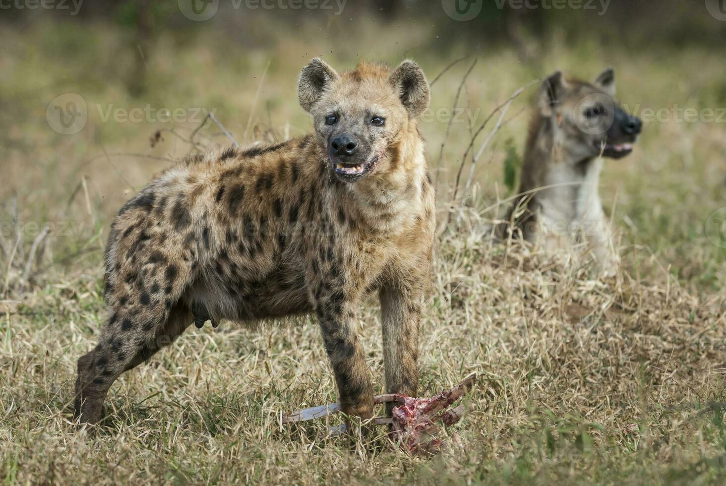 Hyena eating, Kruger National Park, South Africa. photo