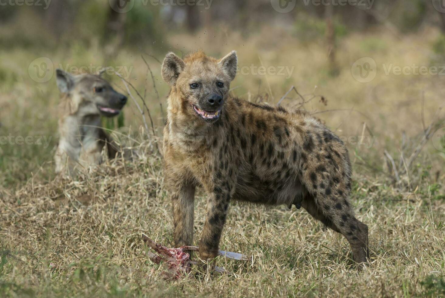 Hyena eating, Kruger National Park, South Africa. photo