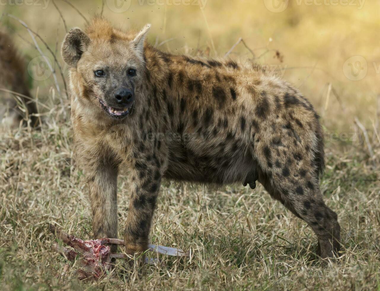 Hyena eating, Kruger National Park, South Africa. photo