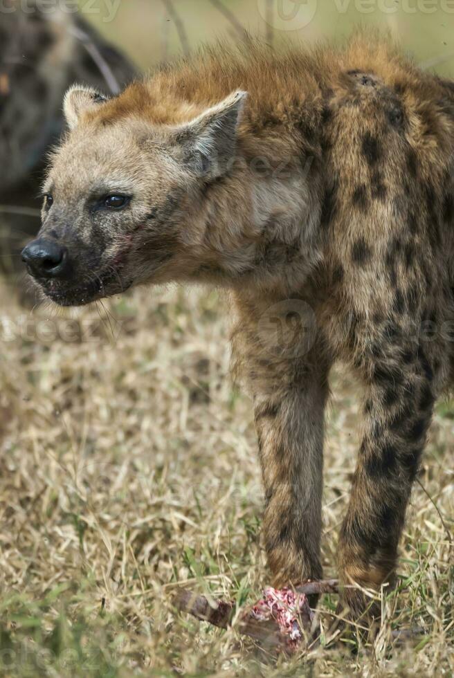 Hyena eating, Kruger National Park, South Africa. photo