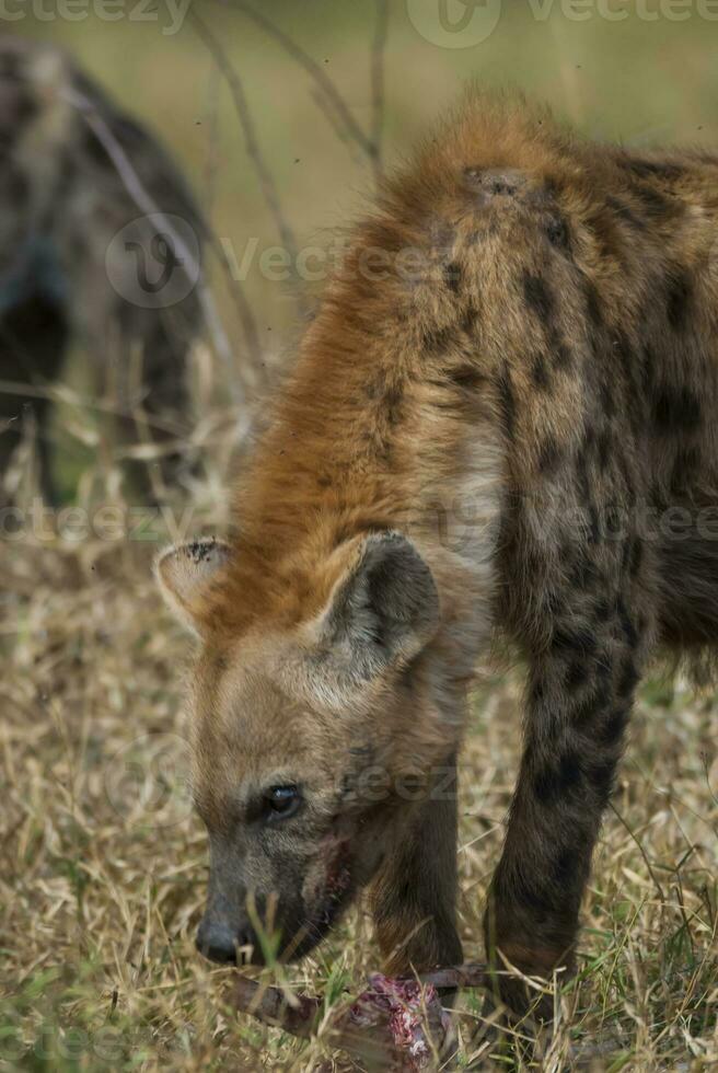 hiena comiendo, kruger nacional parque, sur África. foto