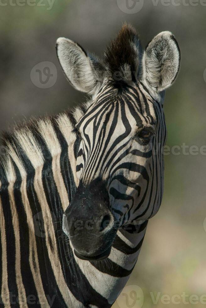 Common Zebra baby, Kruger National Park, South  Africa. photo