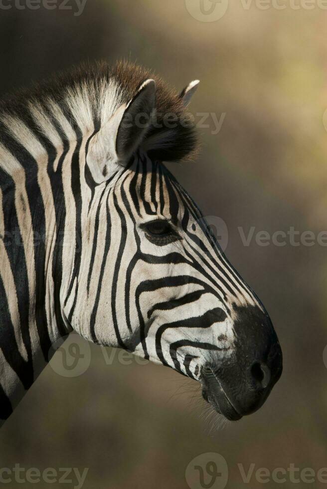 común cebra, sur, África foto