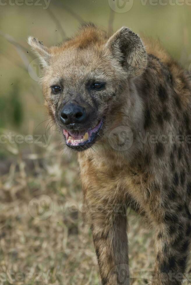 Hyena eating, Kruger National Park, South Africa. photo