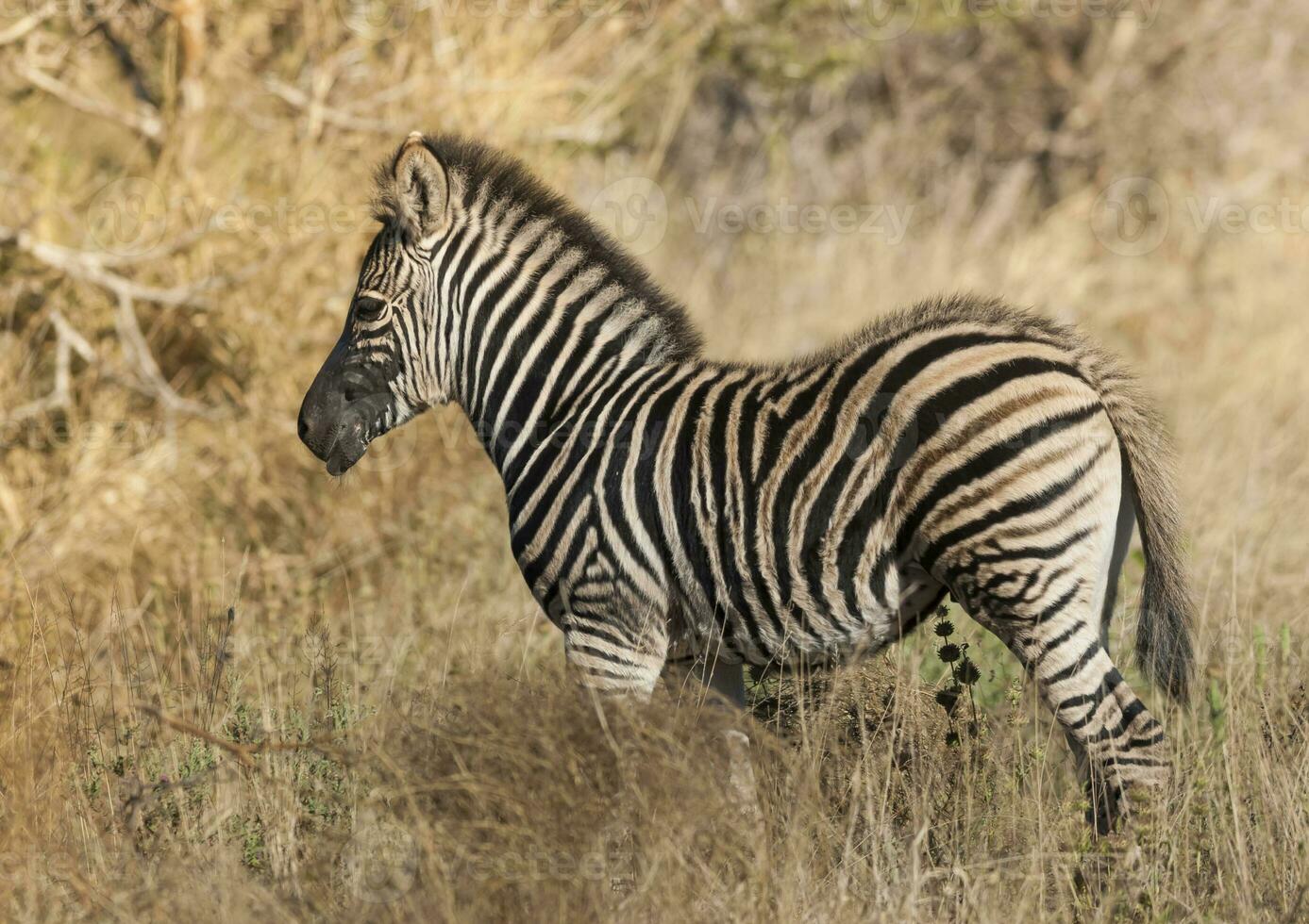 Common Zebra, South, Africa photo