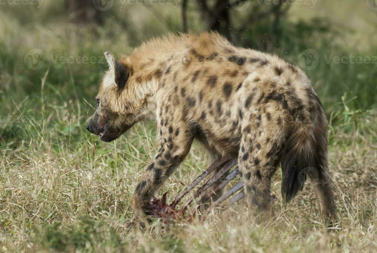 Hyena eating, Kruger National Park, South Africa. photo
