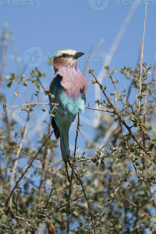 lila pecho rodillo encaramado kruger nacional parque, sur África foto