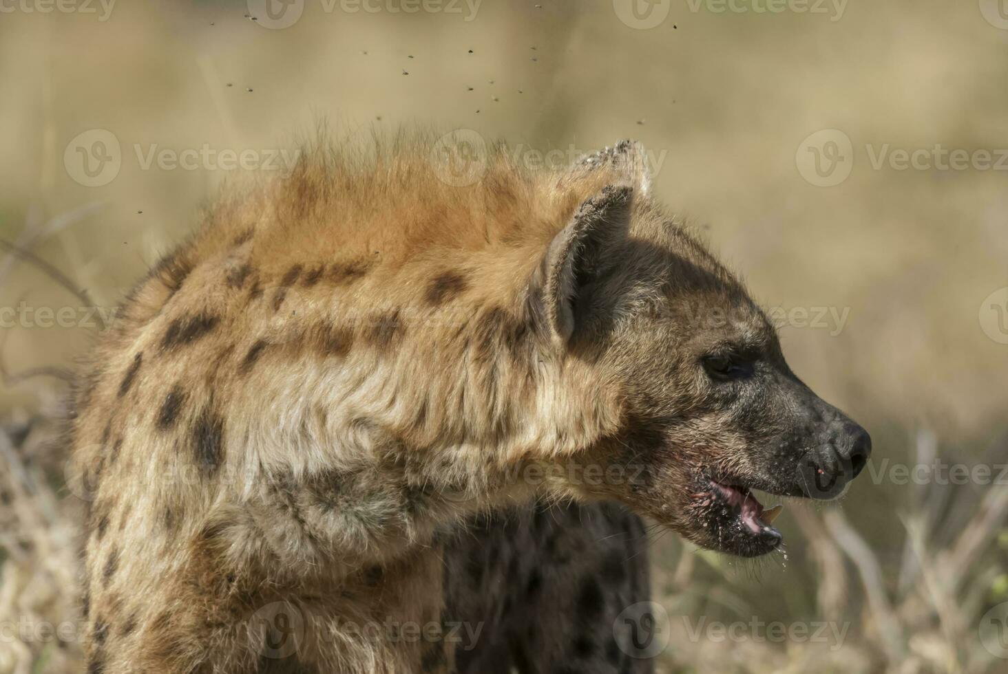 Hyena eating, Kruger National Park, South Africa. photo