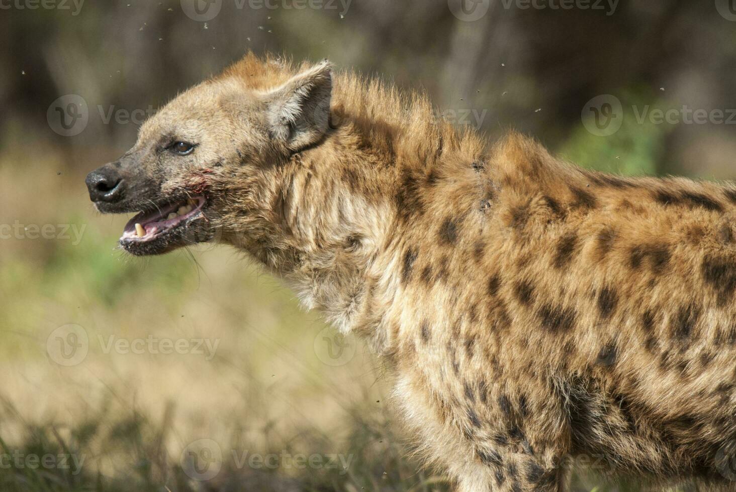 Hyena eating, Kruger National Park, South Africa. photo