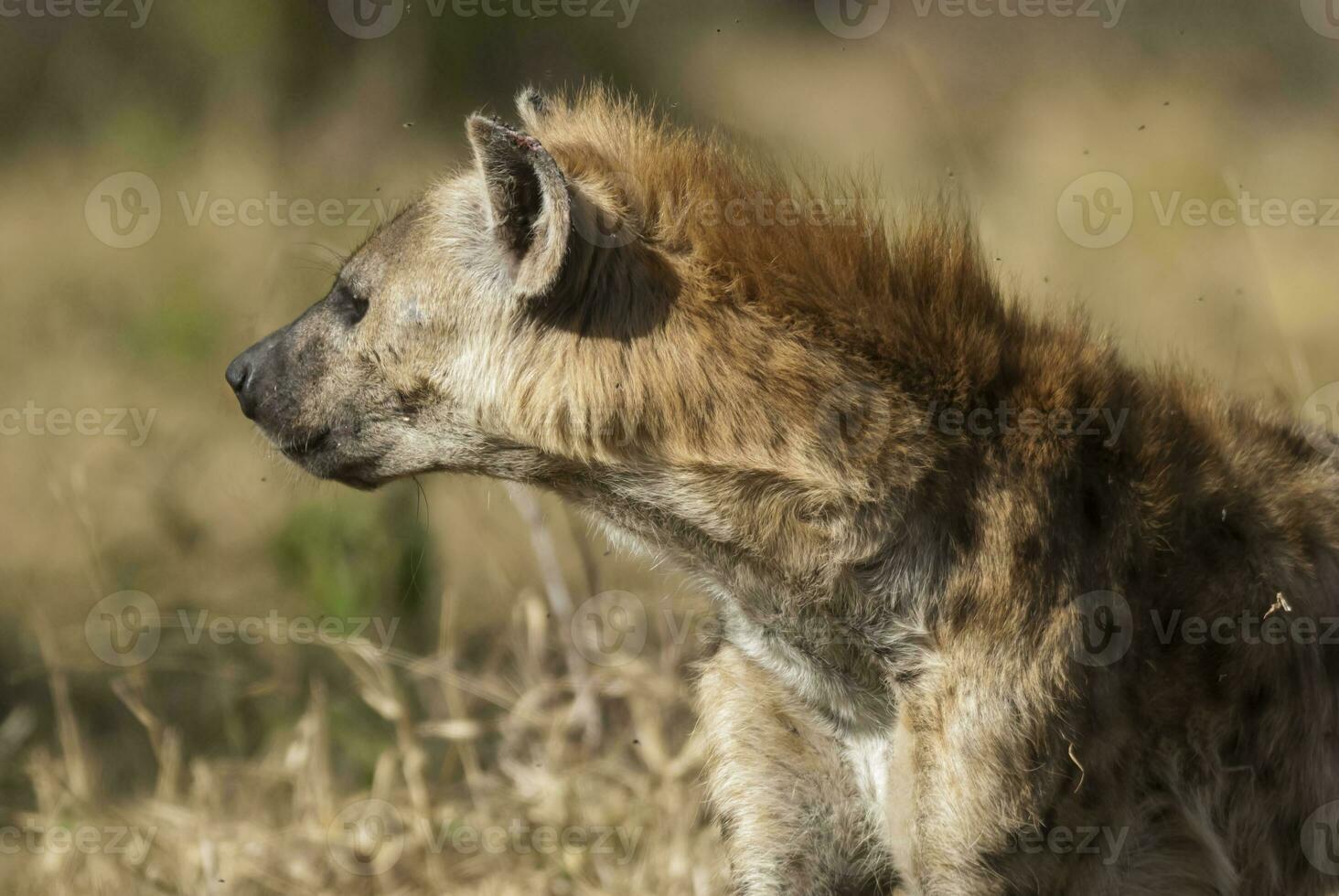 Hyena eating, Kruger National Park, South Africa. photo