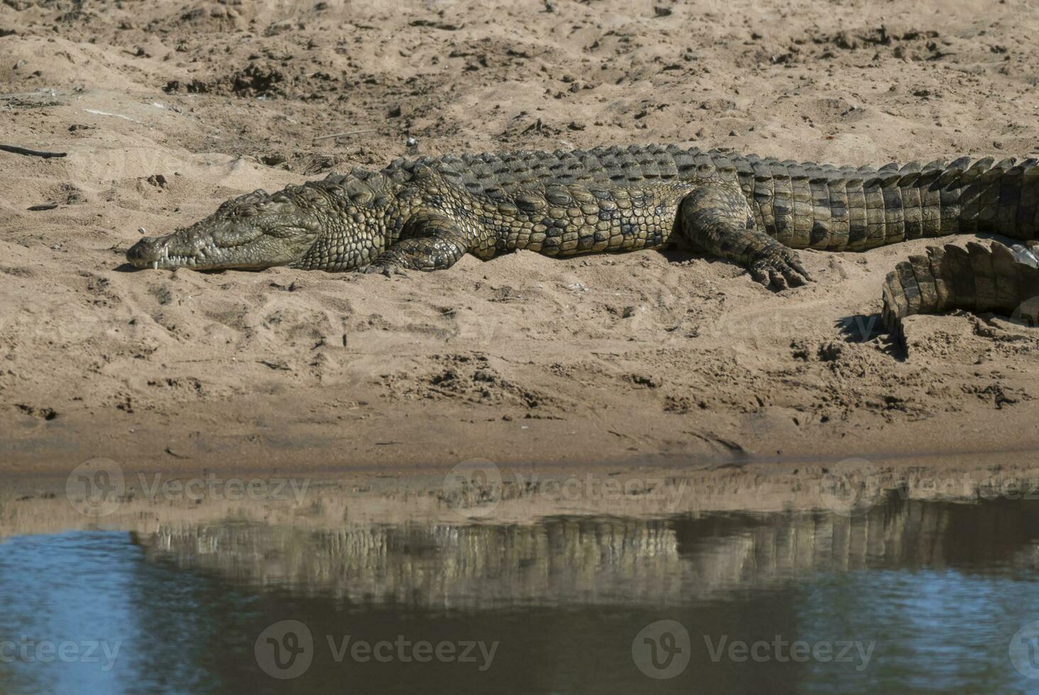 Nile Crocodryle, Kruger National Park , South  Africa. photo