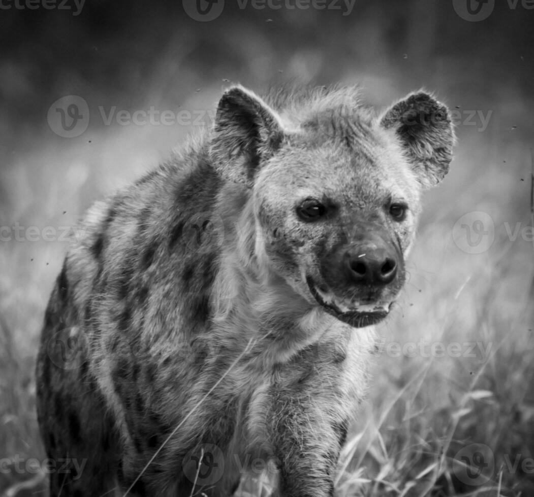 Hyena eating, Kruger National Park, South Africa. photo