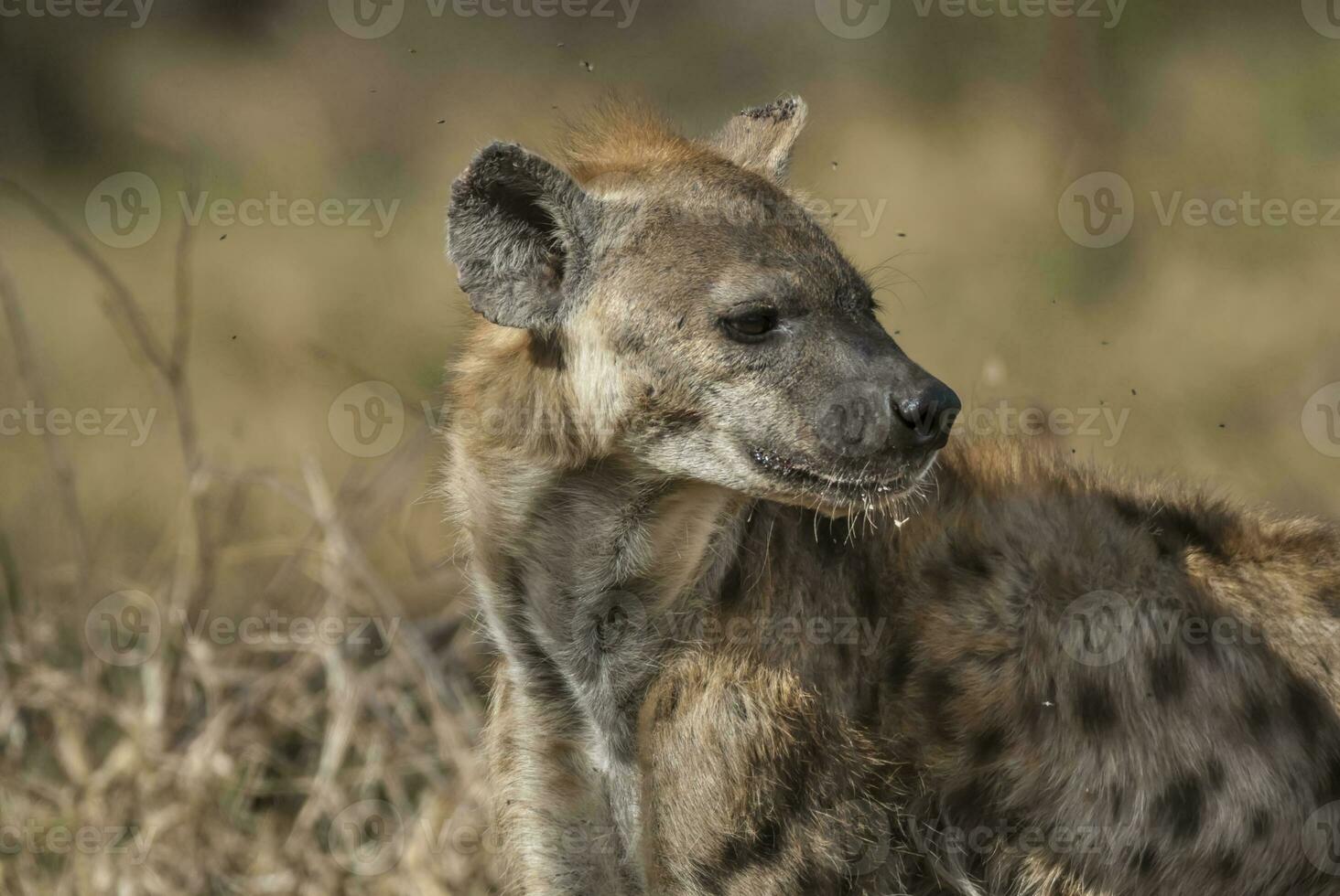 Hyena eating, Kruger National Park, South Africa. photo